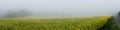 Countryside Rapeseed Flower Field druing fog Panorama Royalty Free Stock Photo