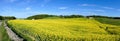 Countryside Rapeseed Flower Field Panorama Royalty Free Stock Photo