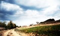 Countryside with reaped corn field and dusty road