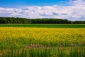 Countryside road along yellow rapeseed flower field and blue sky in rural Finland Royalty Free Stock Photo