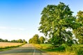 Countryside road between farmlands, meadows and big trees, at sunset. French Brittany