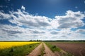 Countryside road near a rapeseed field on summer day Royalty Free Stock Photo