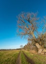 Countryside road and old solitary deciduous tree with wild pine tree forest behind at early Spring and old, near Magdeburg,