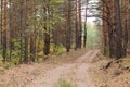 Countryside road in the pine forest at autumn