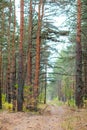 Countryside road in the pine forest at autumn