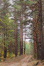 Countryside road in the pine forest at autumn