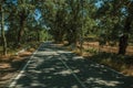 Countryside road shaded by lined trees