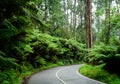 Countryside road in spring Royalty Free Stock Photo