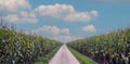 Countryside road surrounded by corn fields Royalty Free Stock Photo