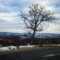 Countryside road and a tree