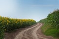 Countryside road with tyre tracks between fields of sunflower and maize corn blooming on a sunny summer day