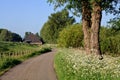 Countryside road and verge