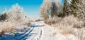 Landscape road in winter, frozen covered with snow birch trees Royalty Free Stock Photo