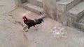 Countryside Rooster with rangoli as background