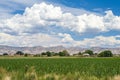 Summer agricultural field in western Colorado Royalty Free Stock Photo