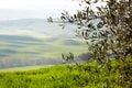 Countryside, San Quirico dÃÂ´Orcia, Tuscany,