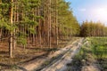 Countryside sand dirt road on edge of conifeous forest or pine woodland at nature national park on warm sunny summer Royalty Free Stock Photo