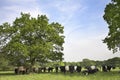 Countryside scene with Belted Galloway cattle Royalty Free Stock Photo