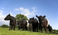 Countryside scene with Belted Galloway cattle Royalty Free Stock Photo