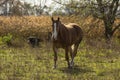 Beautiful horse on the pasture Royalty Free Stock Photo