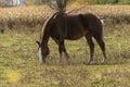 Beautiful horse on the pasture Royalty Free Stock Photo