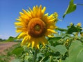 Sunflower in a field Royalty Free Stock Photo