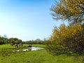 Countryside scene, wild horses walk in the meadow and blooming acacia trees