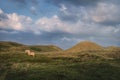 Rustic landscape with sheep grazing on hills in Sylt Royalty Free Stock Photo