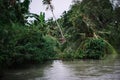 Calm flow of a river with coconut palm tree at the riverbank