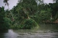 Calm flow of a river with coconut palm tree at the riverbank