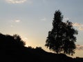 Countryside. Slender birches. Serenity. A place where the soul rests Royalty Free Stock Photo