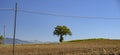 Countryside with solitary tree. Background