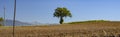 Countryside with solitary tree. Background