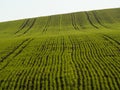 Countryside spring landscape of plowed fields. Fresh green grass. Ponidzie. Poland Royalty Free Stock Photo