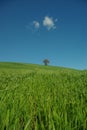 Countryside in spring with a lonely tree and blue sky background, Molise, Italy