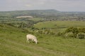 Countryside at Steyning. Sussex. England Royalty Free Stock Photo