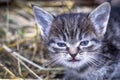 the countryside. in a straw a kitten of a gray color. shallow depth of field Royalty Free Stock Photo