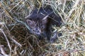 the countryside. in a straw a kitten of a gray color. shallow depth of field