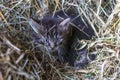 the countryside. in a straw a kitten of a gray color. shallow depth of field Royalty Free Stock Photo