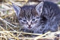 the countryside. in a straw a kitten of a gray color. shallow depth of field Royalty Free Stock Photo