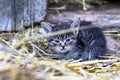 the countryside. in a straw a kitten of a gray color. shallow depth of field Royalty Free Stock Photo