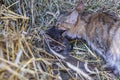 countryside. in a straw a kitten of a gray color. it washes a cat. shallow depth of field Royalty Free Stock Photo