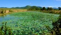 Countryside on summer day, wide lotus pond