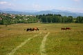 Countryside summer landscape with grazing horses