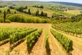 Countryside in the summer with vineyard Royalty Free Stock Photo