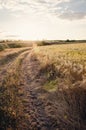 Countryside at sunset