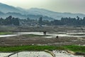 Countryside tarnish framing rice field with mountain background at morning