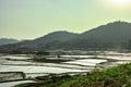 Countryside tarnish framing rice field with mountain background at morning