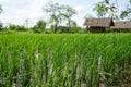 Countryside, Thailand