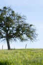 Countryside tree on grass lawn with mistletoes